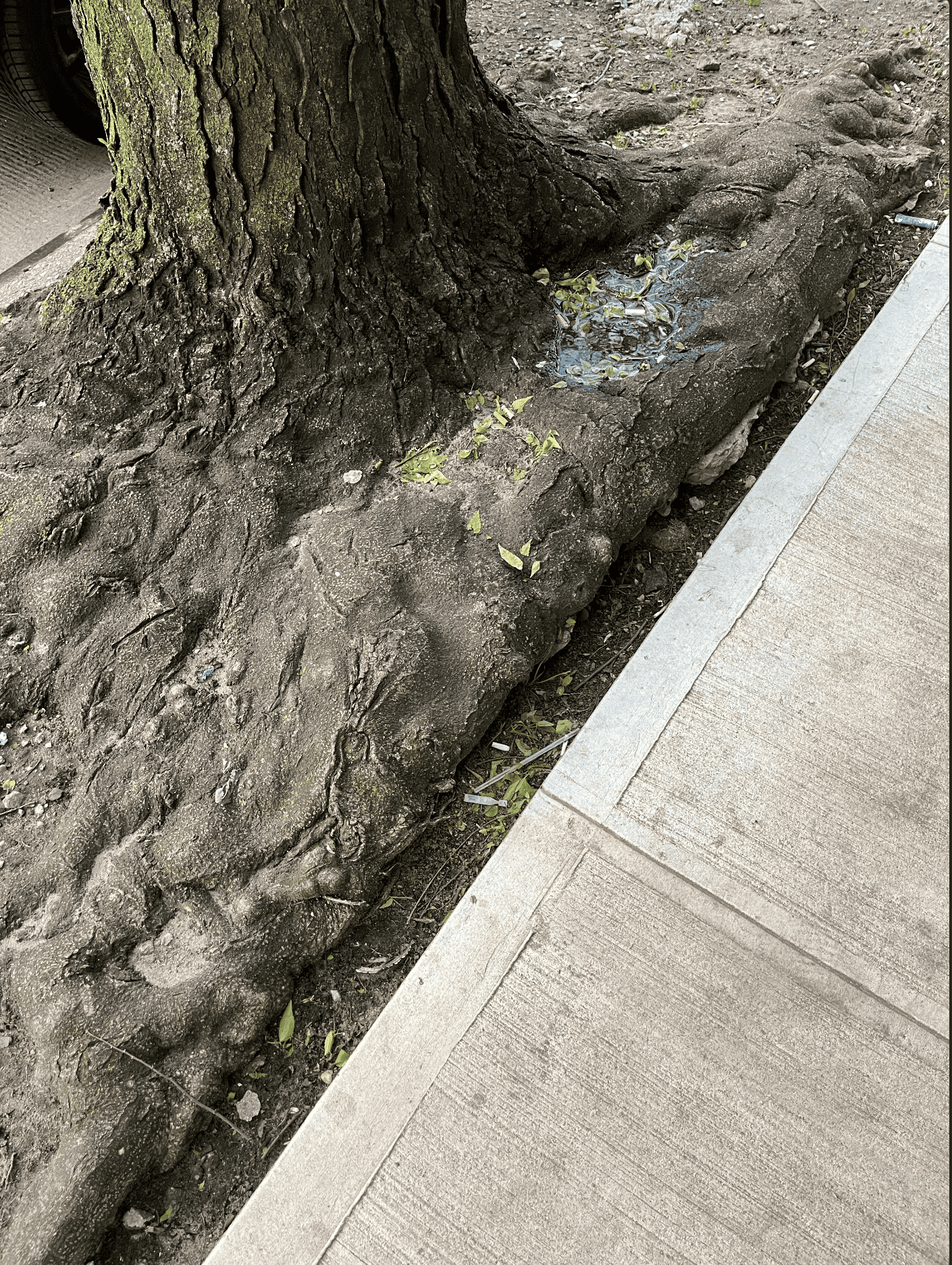 https://bram-adams.ghost.io/content/images/2023/05/nature-makes-some-strange-roots.png